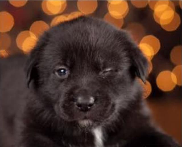 Windsor Design Studio