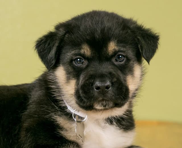 Windsor Design Studio